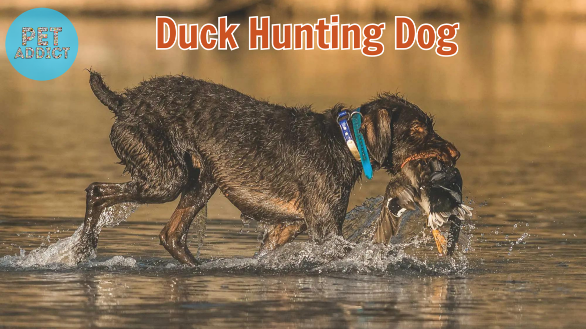 Duck Hunting Dog Breeds – Your Ultimate Waterfowl Hunting Dog