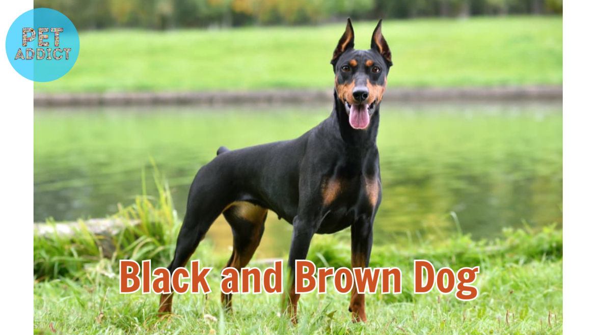 7 Best Black and Brown Dog Breeds