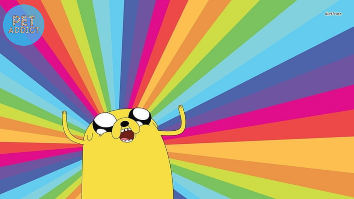 Jake the Dog – The Lovable Companion from Adventure Time