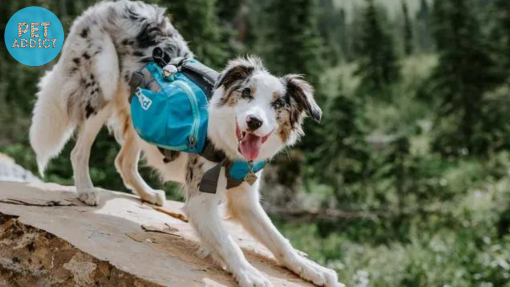 Factors to Consider When Choosing a Dog Backpack