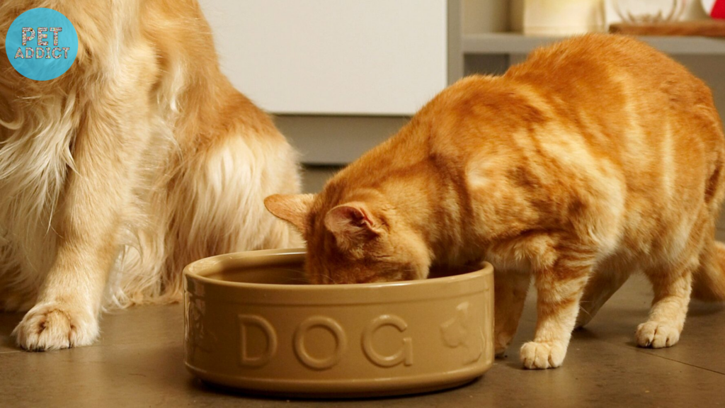 Short-term Effects of Cats Consuming Dog Food