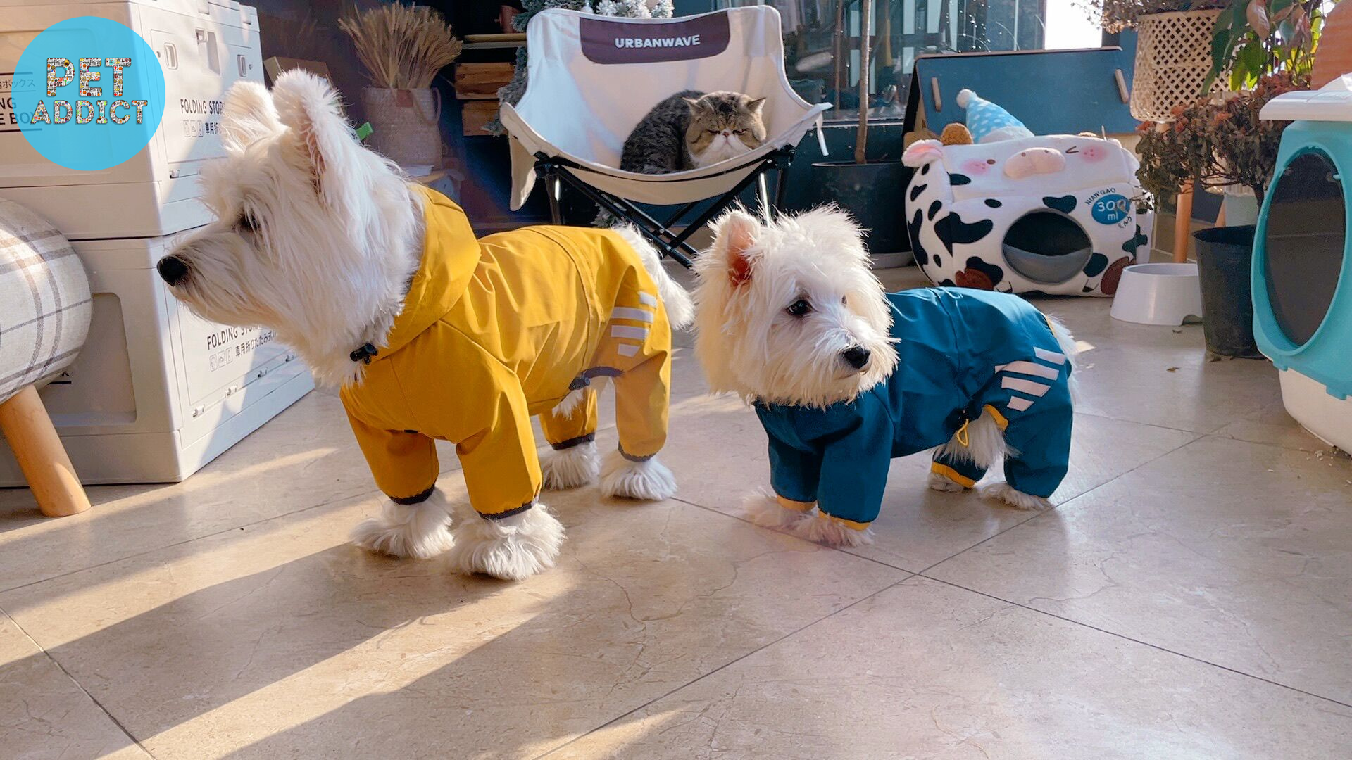 dog raincoats