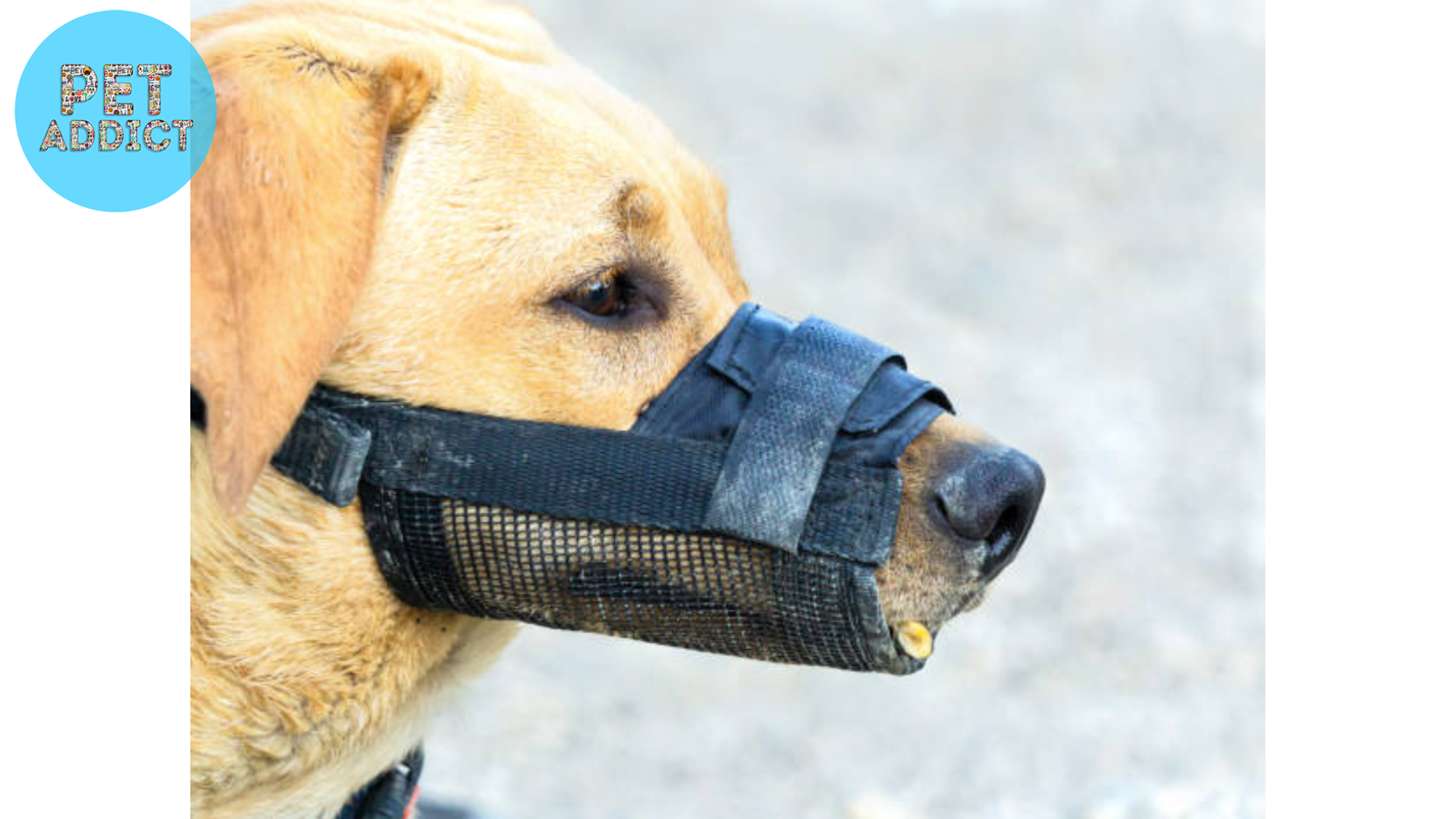 type of dog muzzle