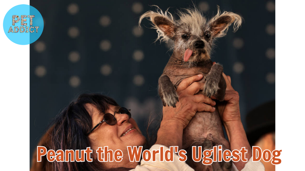 The World’s Ugliest Dog – Peanut