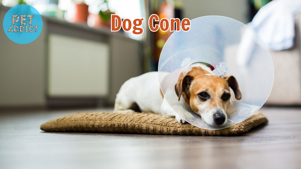Dog Cone – Understanding and Using E-Collars for Dogs