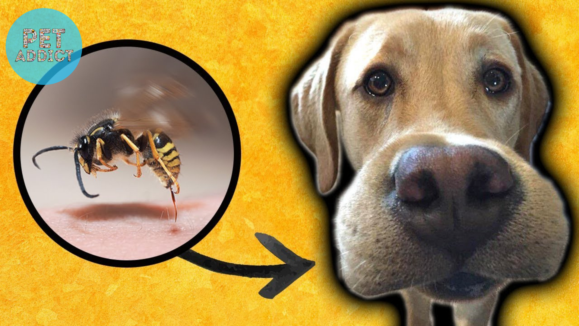 dog stung by bee
