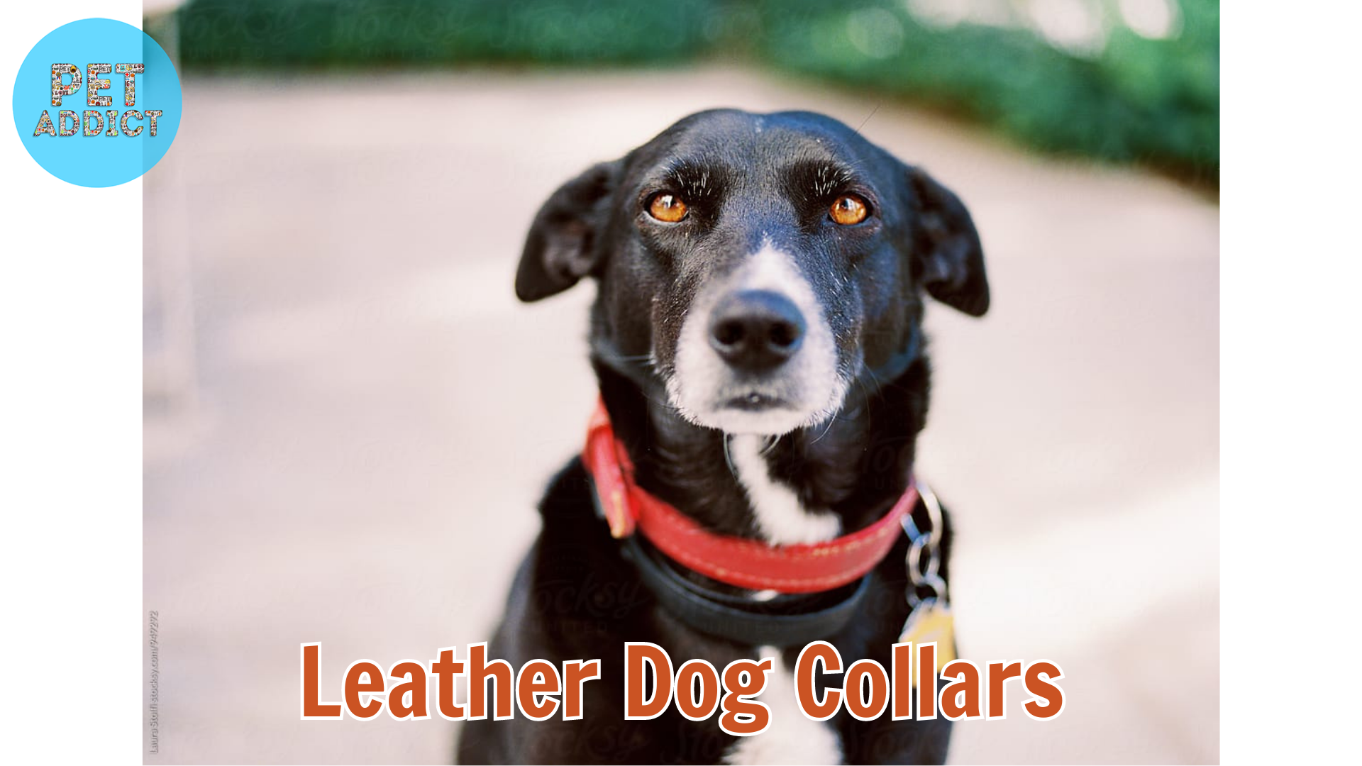 How to Make Leather Dog Collars