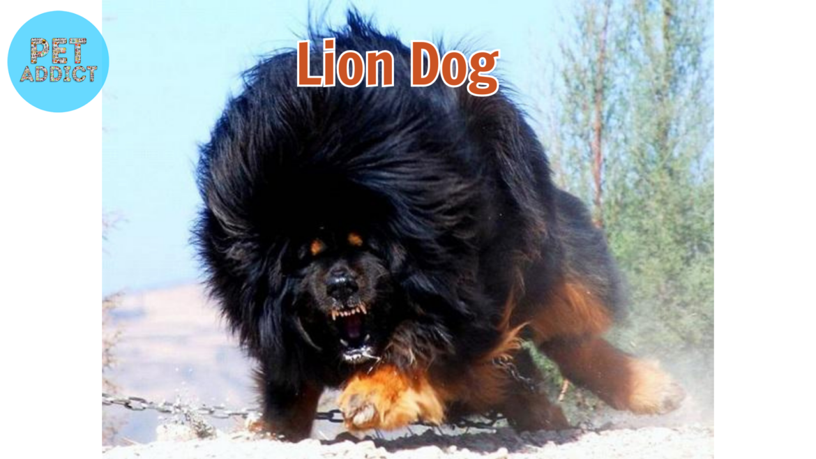 The Majestic Lion Dog Breeds