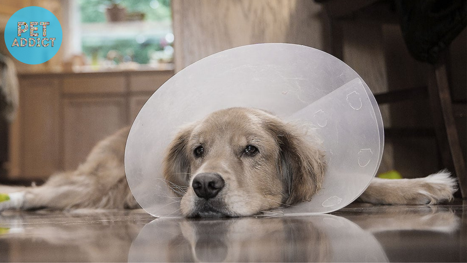 signs your dog needs to be neutered
