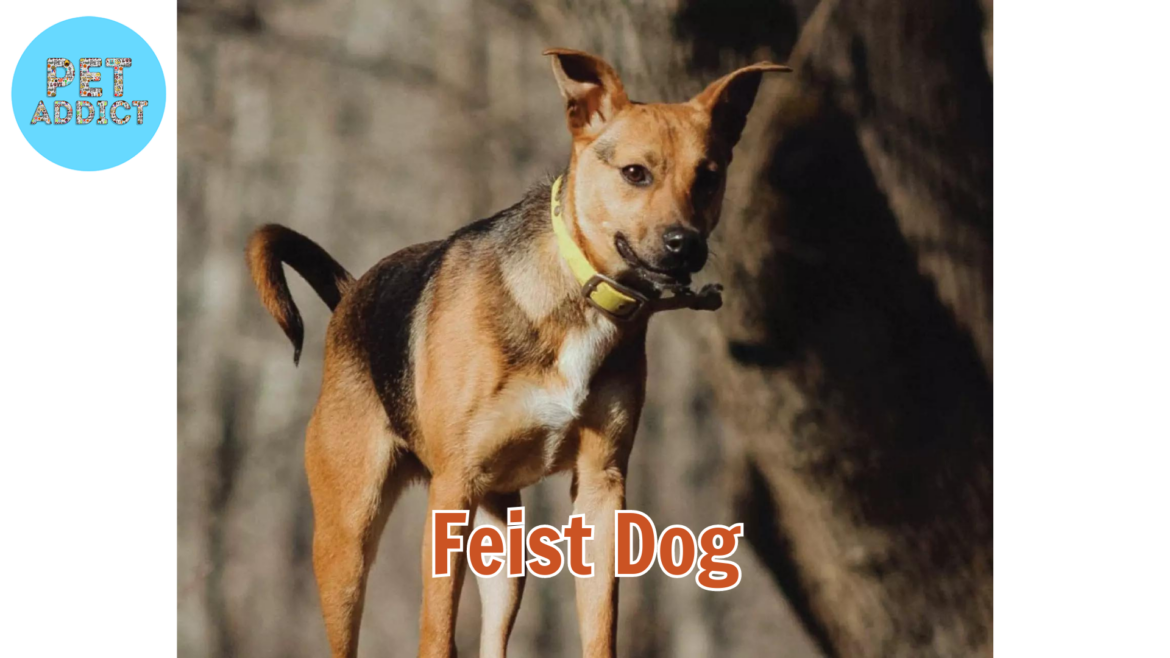 The Feist Dog Breed – A Versatile and Energetic Companion