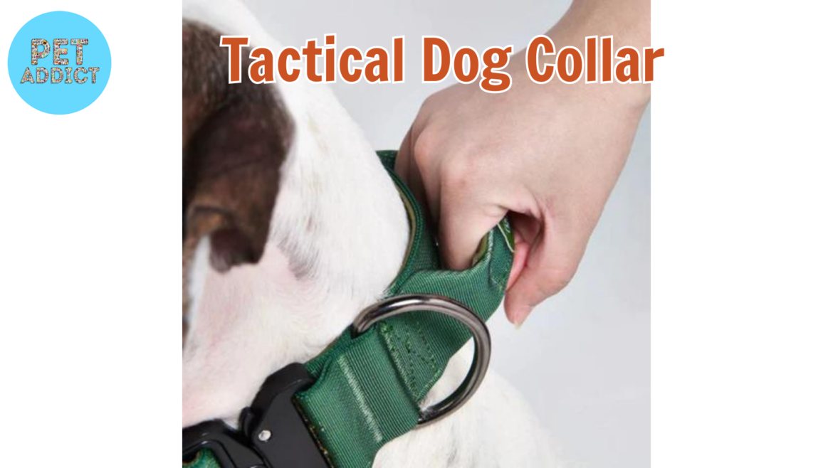 Tactical Dog Collar – The Ultimate Gear for Your Canine Companion