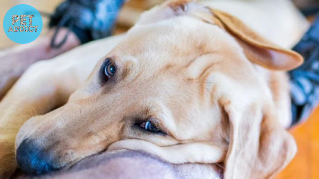 Common Uses of Melatonin for Dogs Can You Give a Dog Melatonin