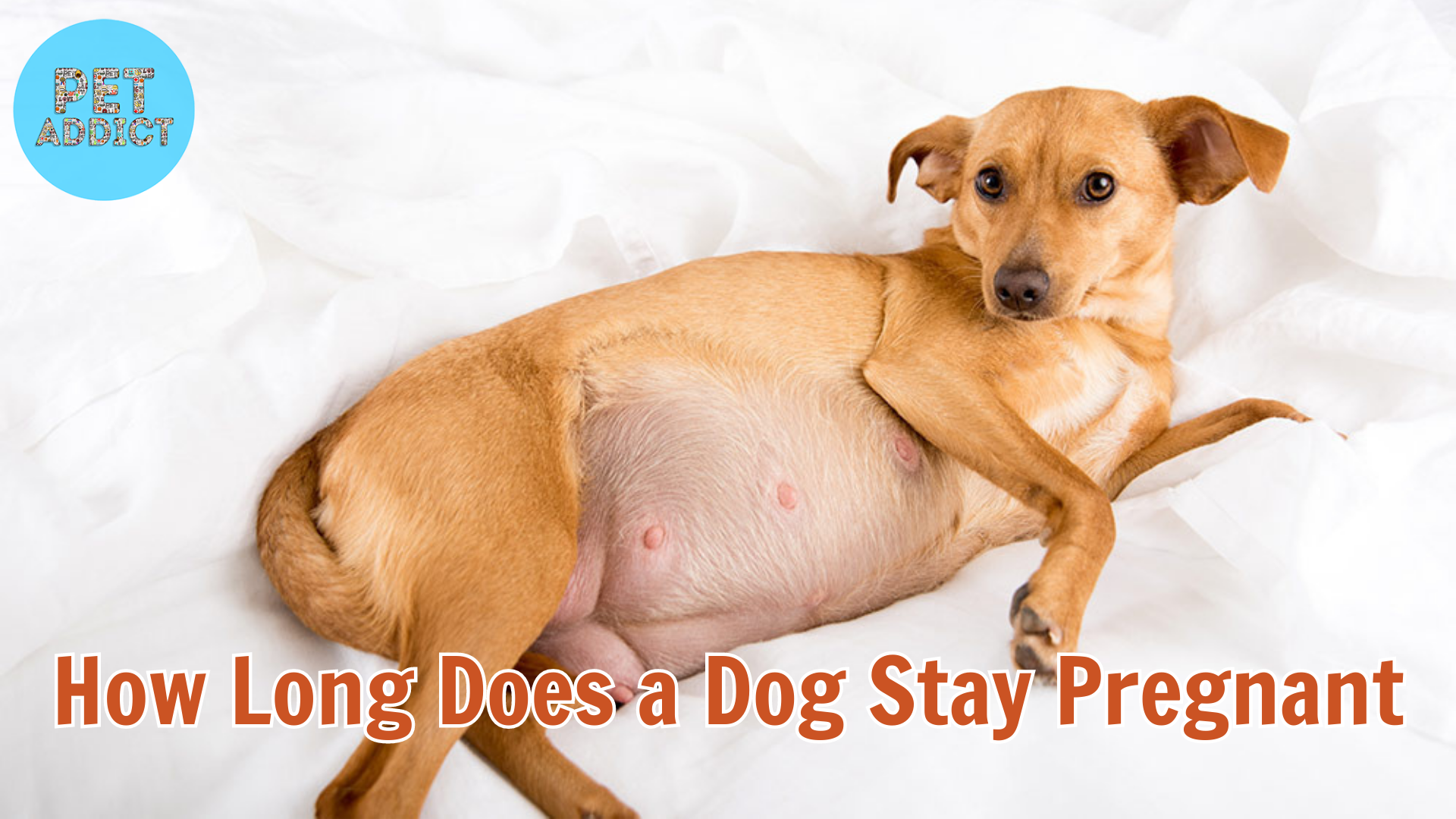 How Long Does a Dog Stay Pregnant? – Caring for Your Pregnant Dog