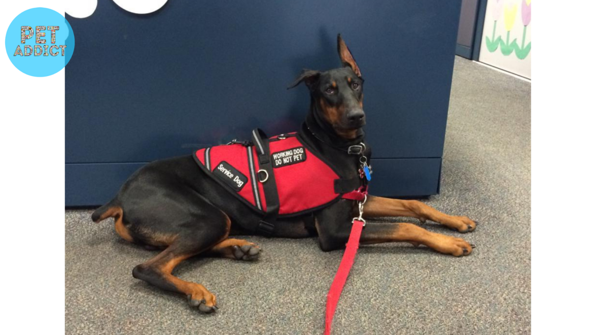 The Importance and Benefits of Service Dog Vest