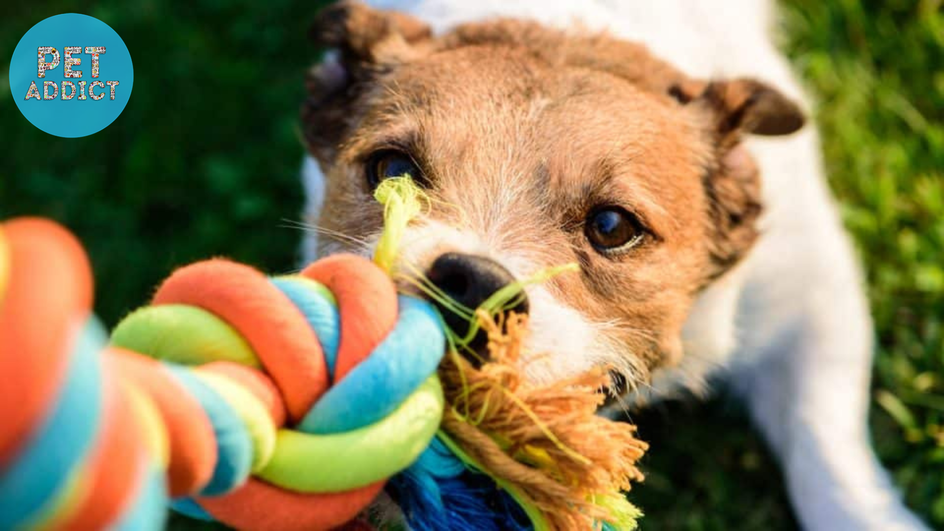 Indestructible Dog Toys: Safe and Durable Playtime