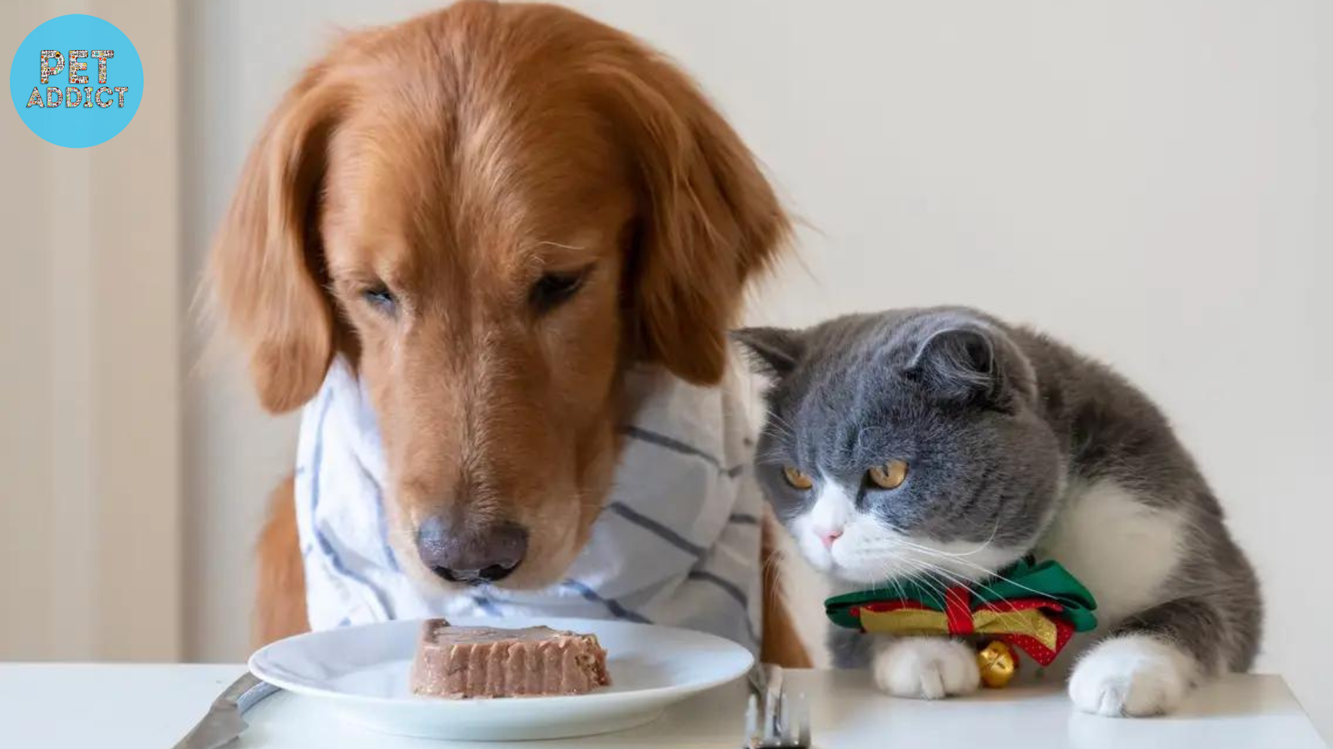 The Importance of a Balanced Diet for Cats