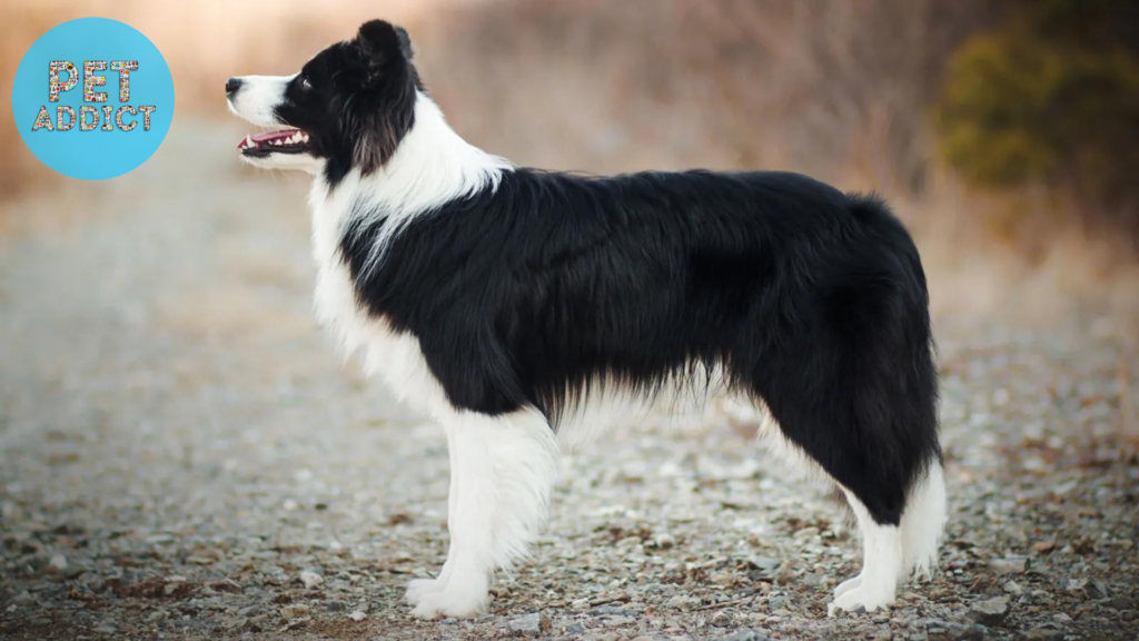 Border Collie Target Dog Breed