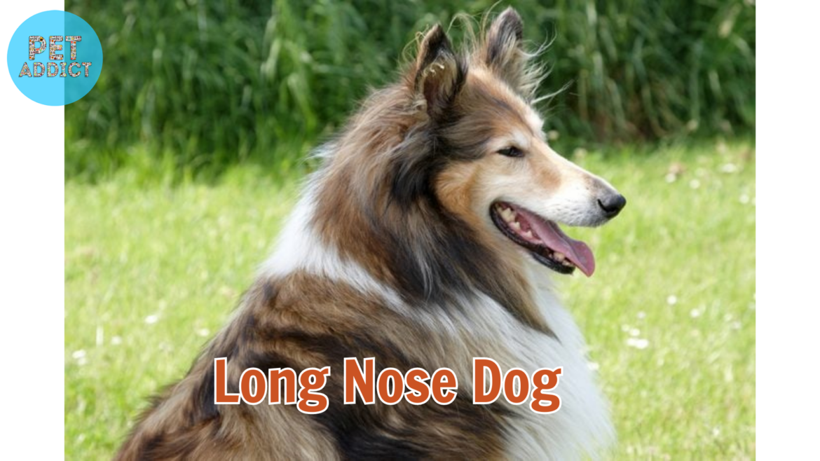 The Curious Case of Long-Nosed Dogs