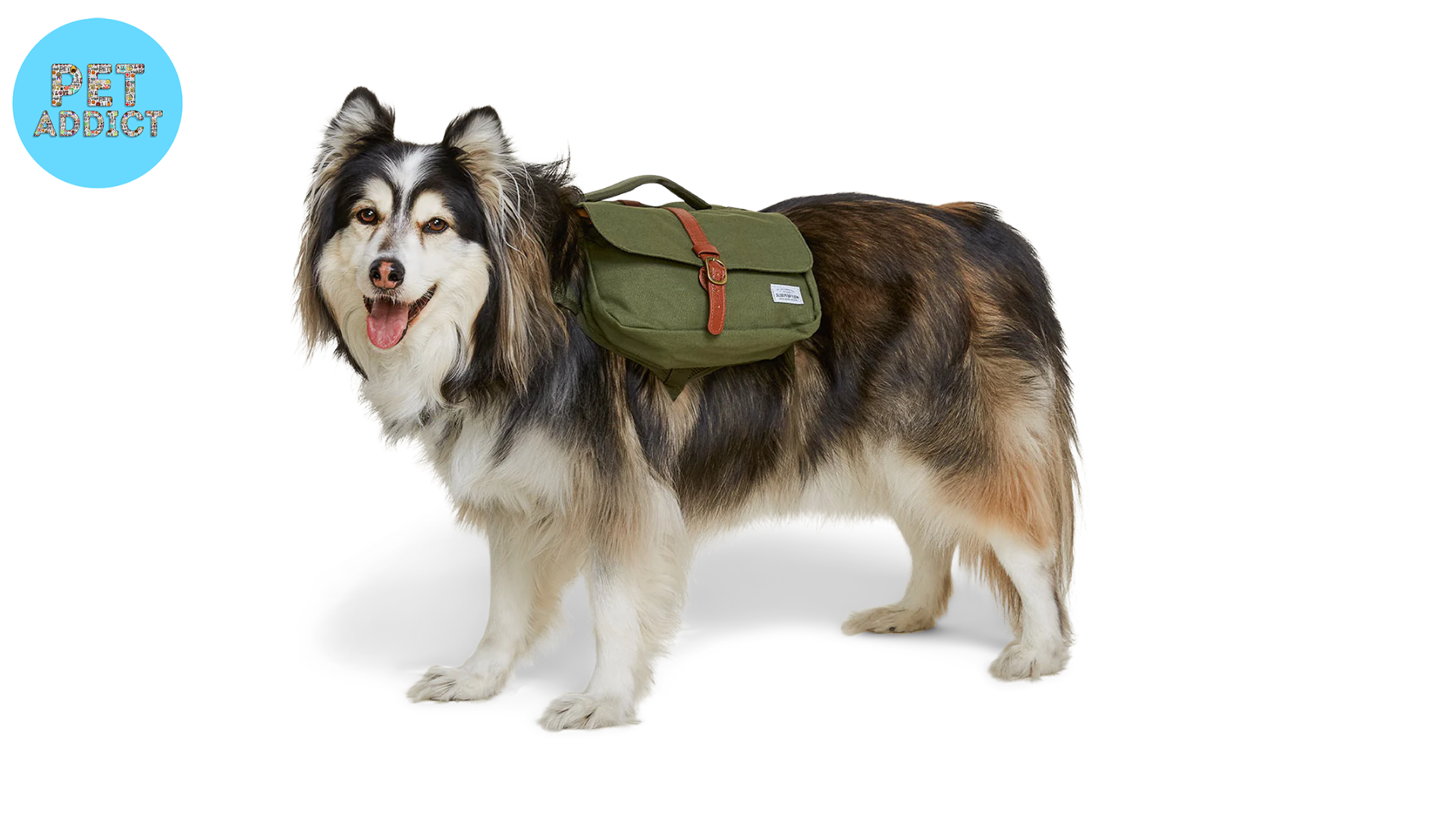 Common Mistakes to Avoid Dog Backpack
