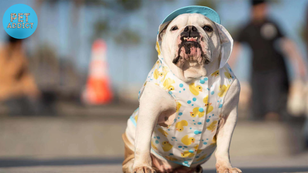 How to Measure Your Dog for a Raincoat