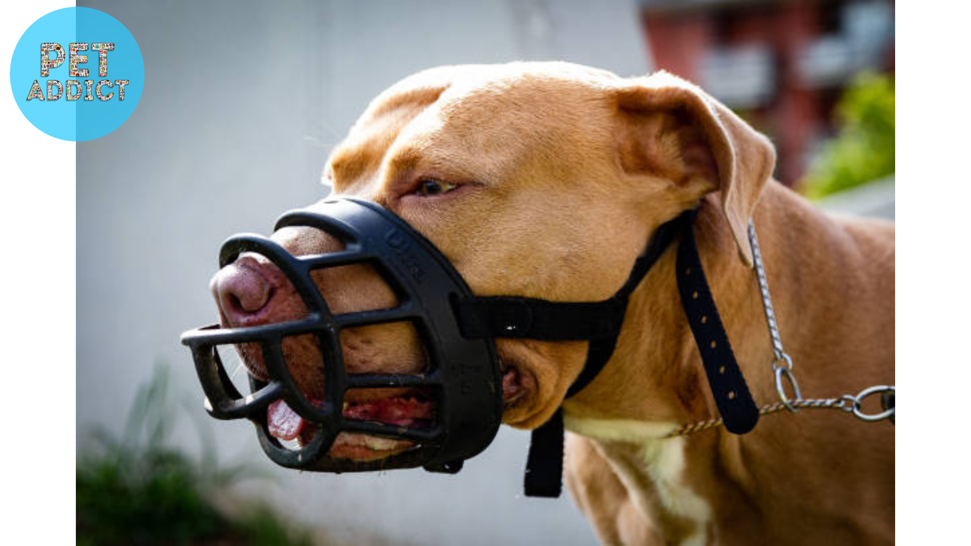 plastic dog muzzle