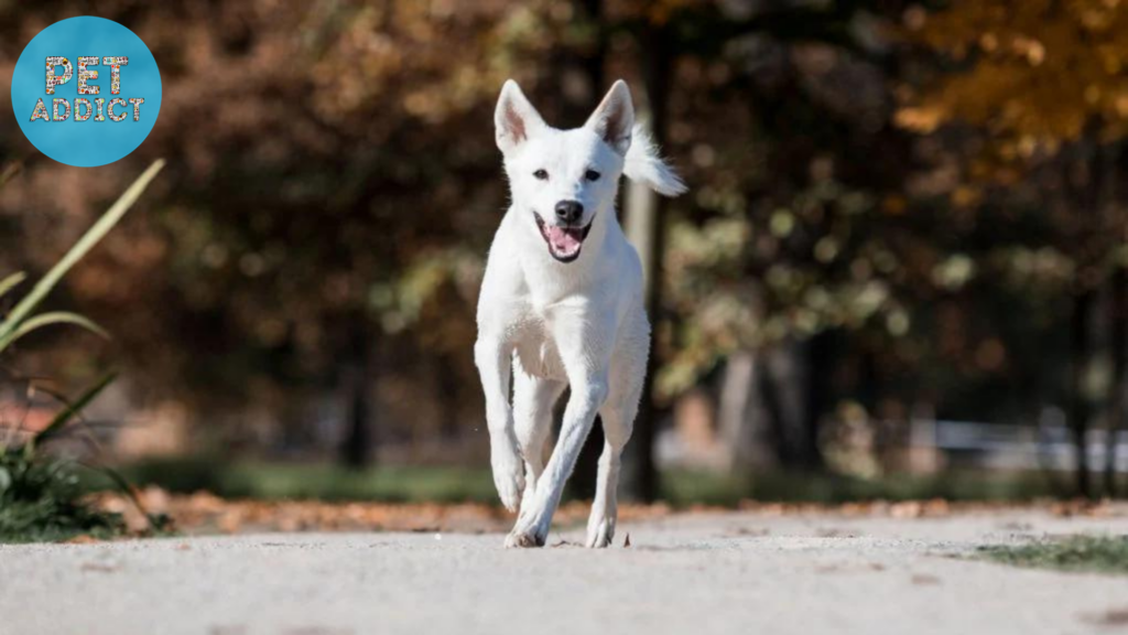 Choosing a Canaan Dog: Finding the Right Fit