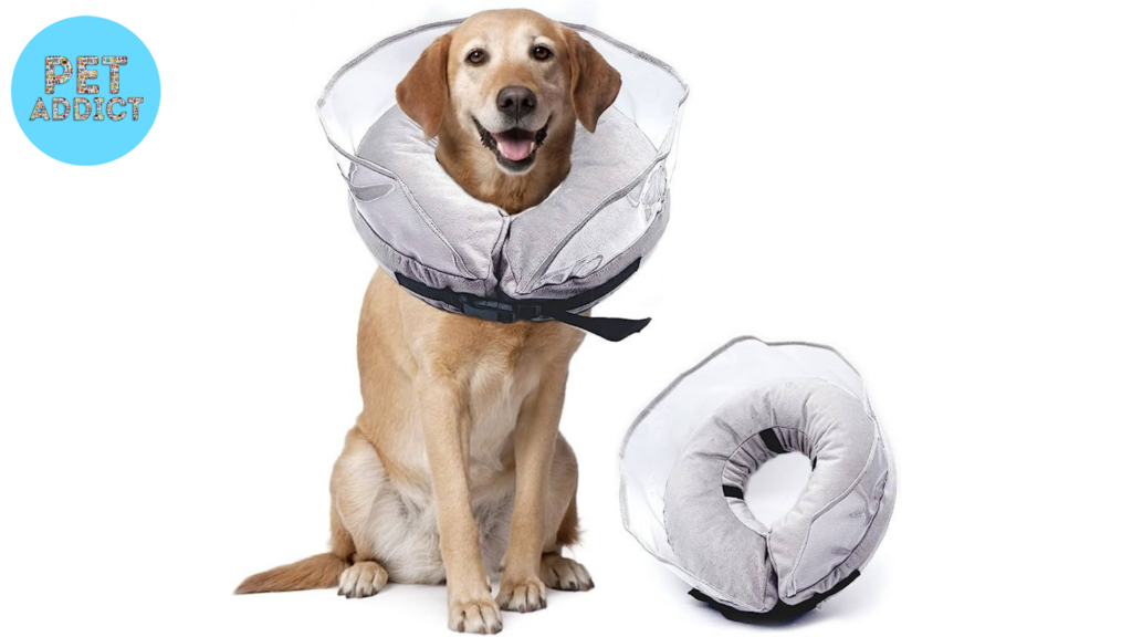 dog cone