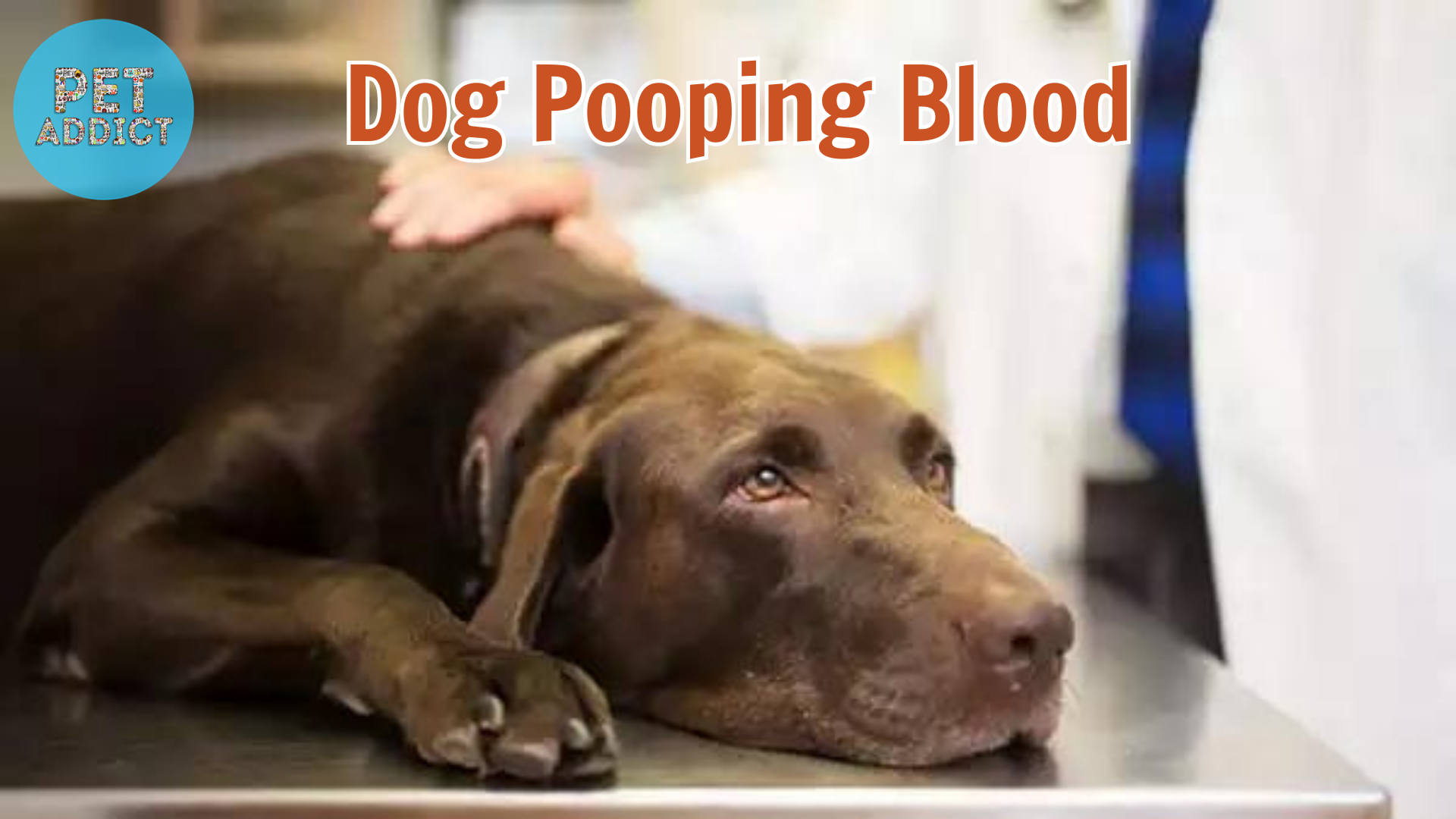 dog pooping blood