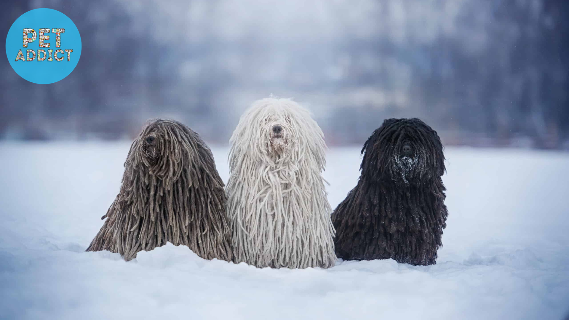 Choosing a Puli Dog: Finding the Right Fit