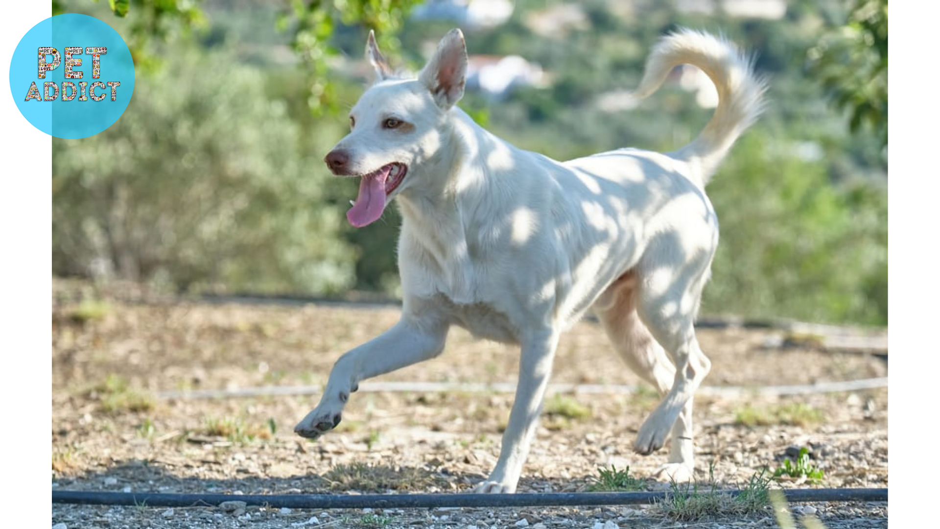 Exercise and Activity Requirements for Canaan Dogs