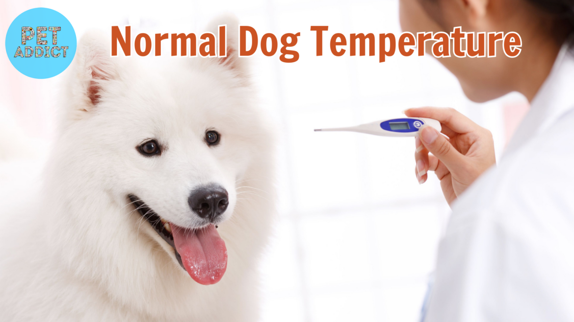 Understanding Normal Dog Temperature