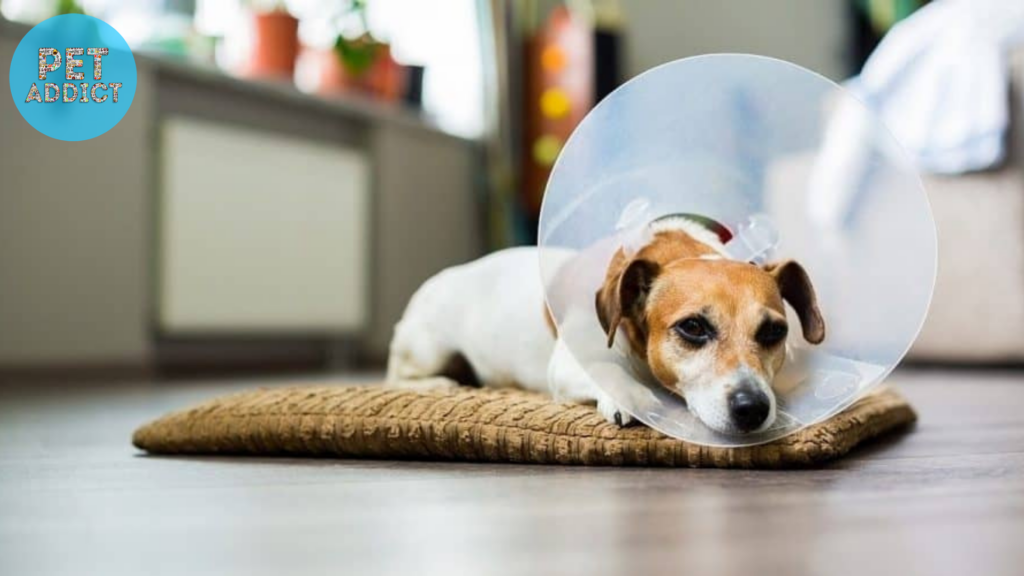 signs your dog needs to be neutered