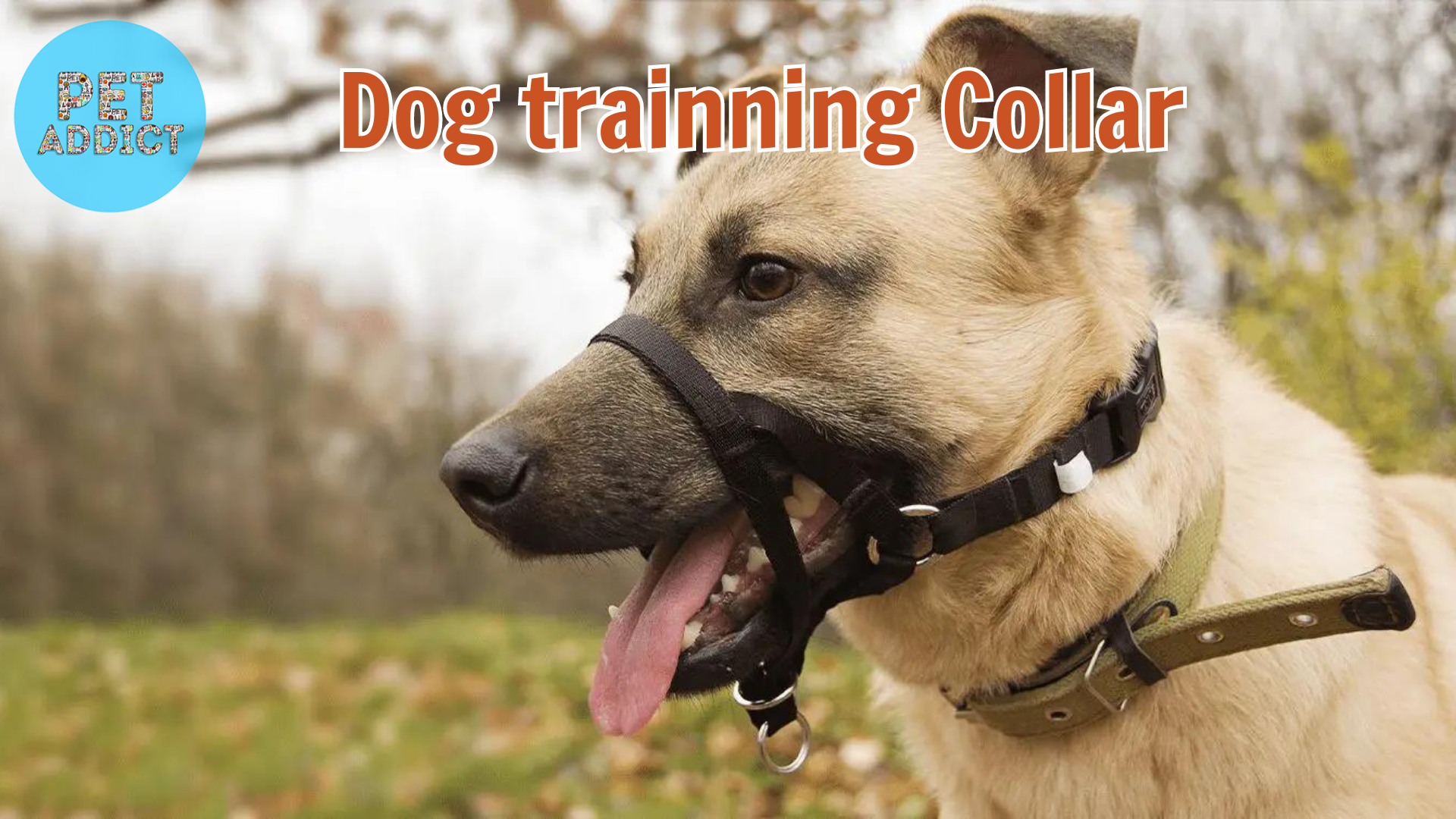 Dog Training Collars: An Effective Tool for Positive Training