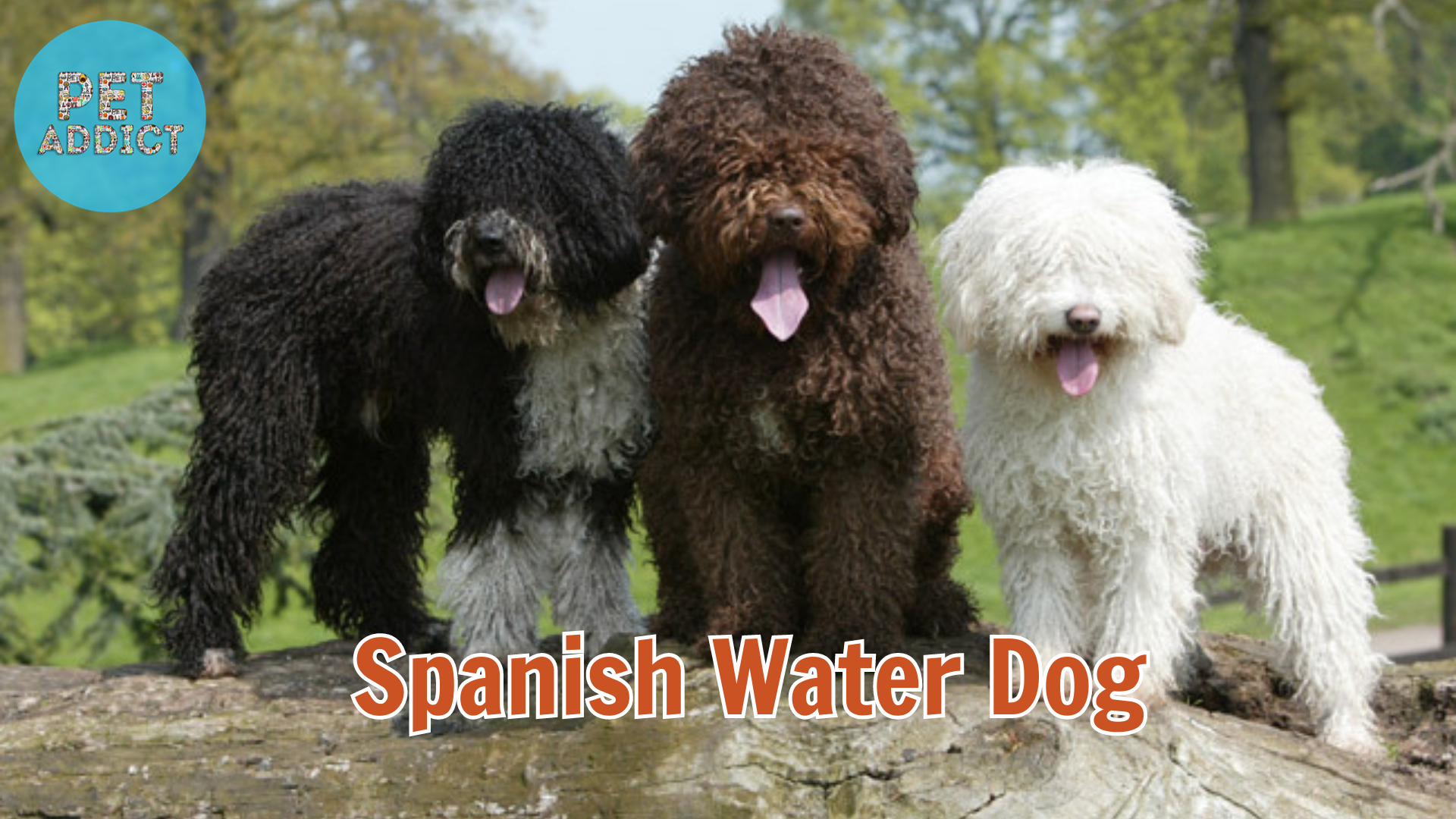 Spanish Water Dog: A Versatile and Unique Breed