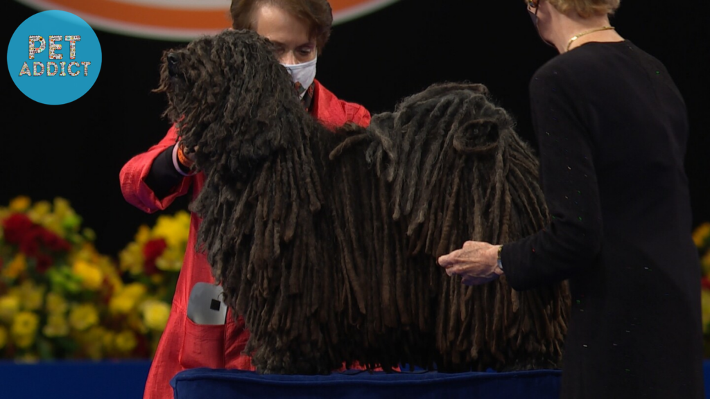 Puli Dog Competitions and Shows