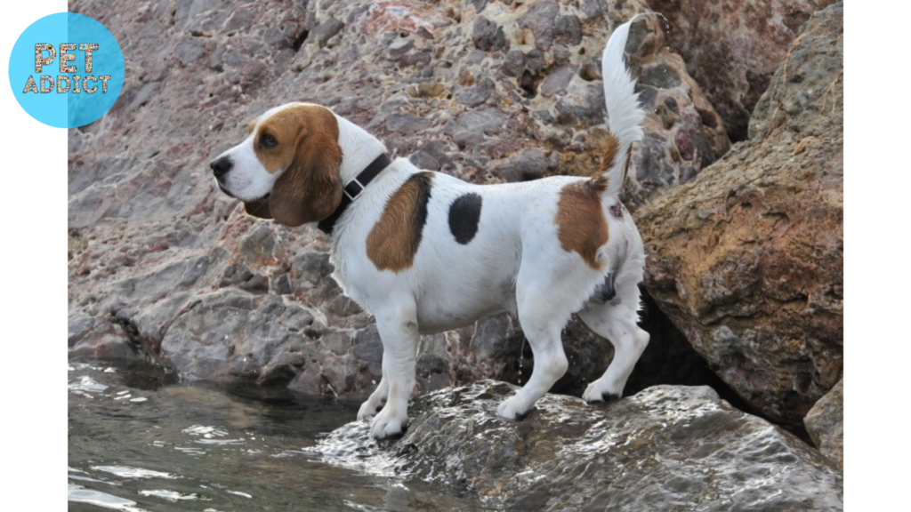 hound dog breeds