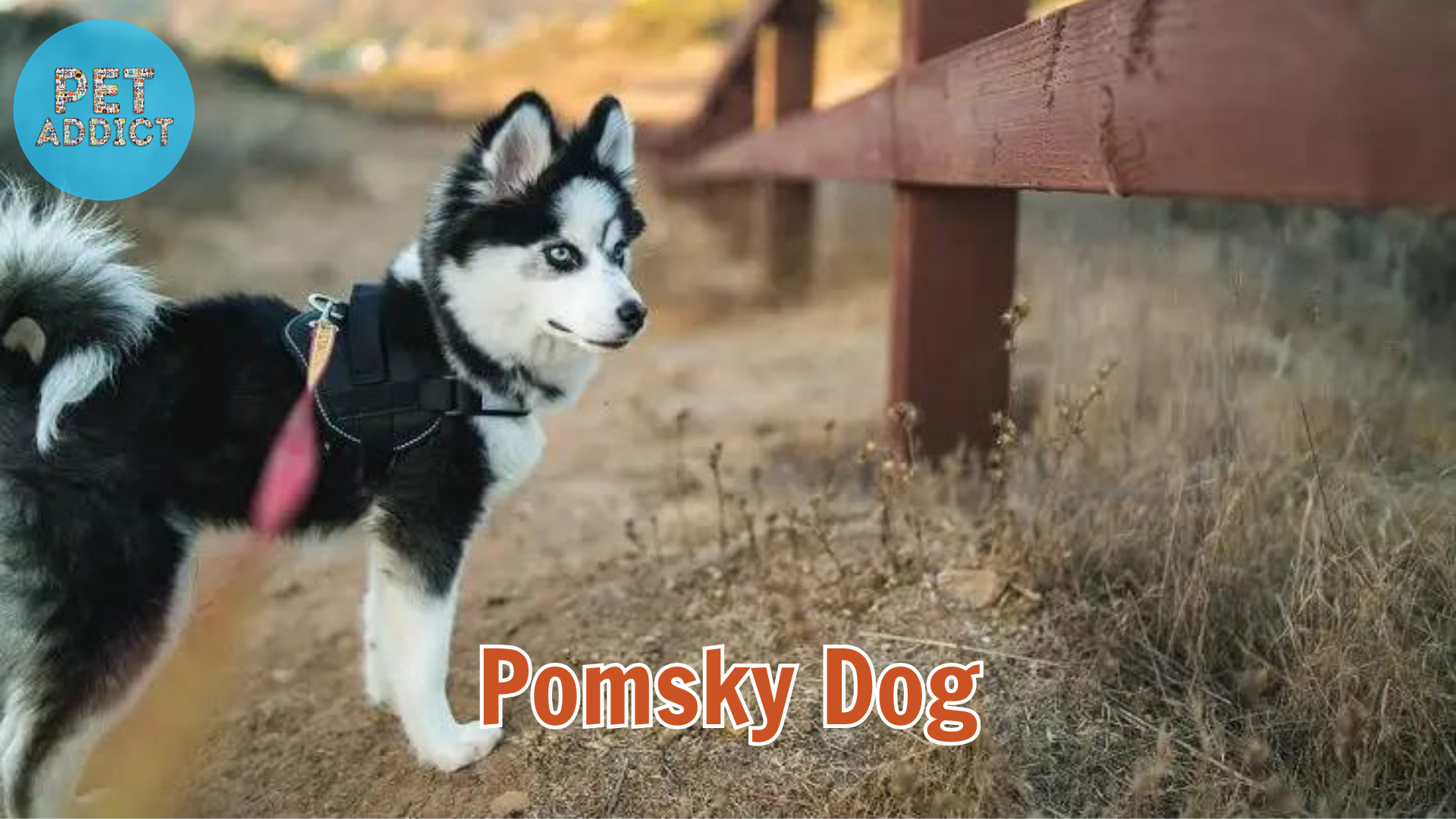 Pomsky Dog – A Perfect Blend of Husky and Pomeranian