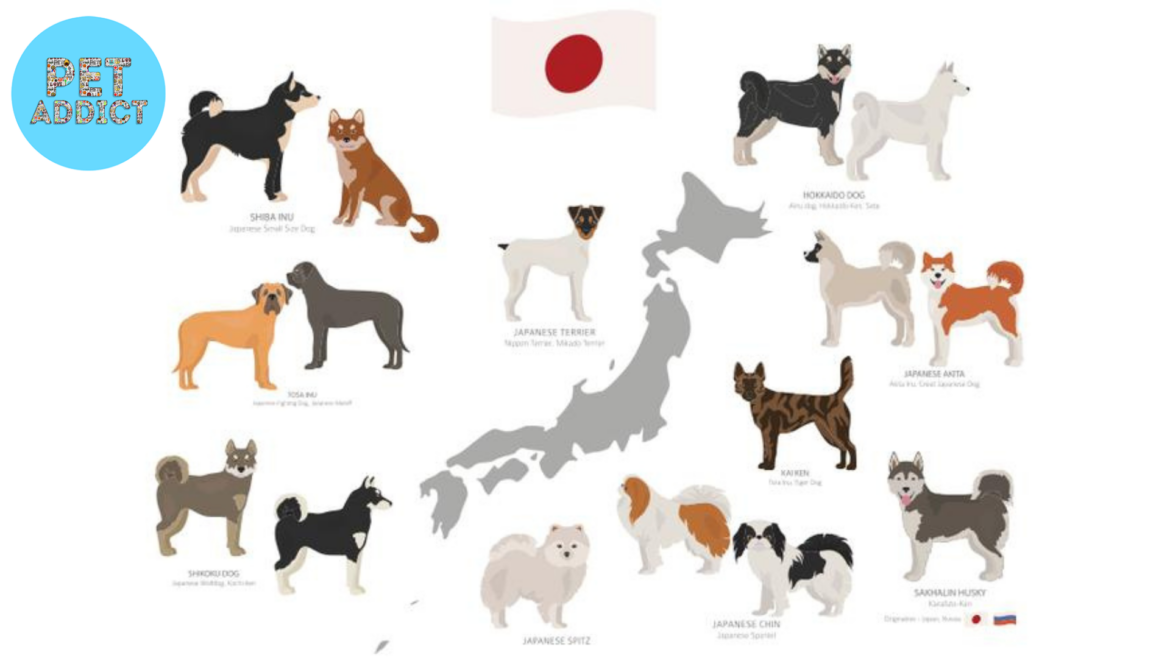 Japanese Dog Breeds: A Rich Heritage of Canine Excellence