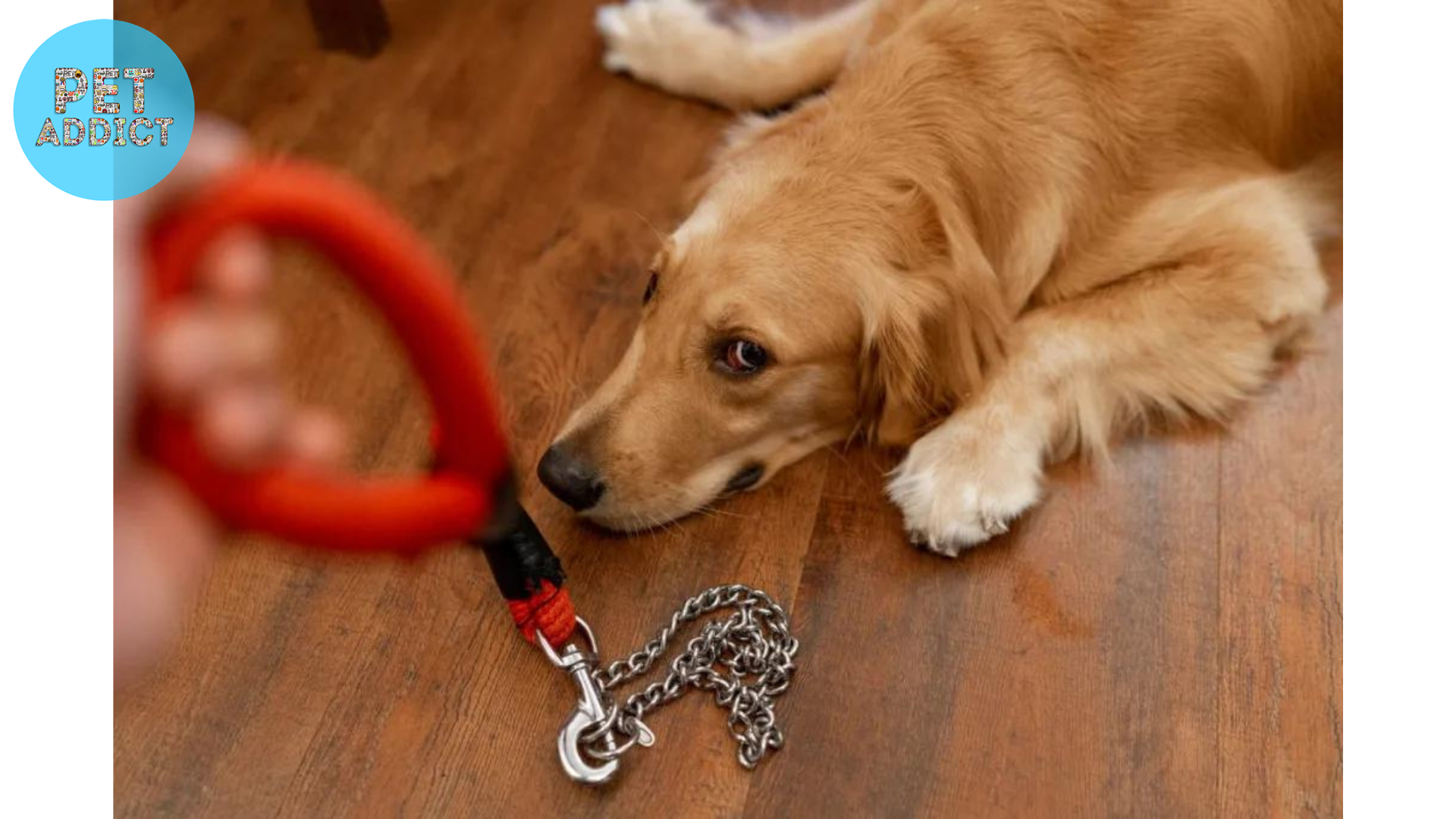 Addressing Behavioral Issues with Dog Chains