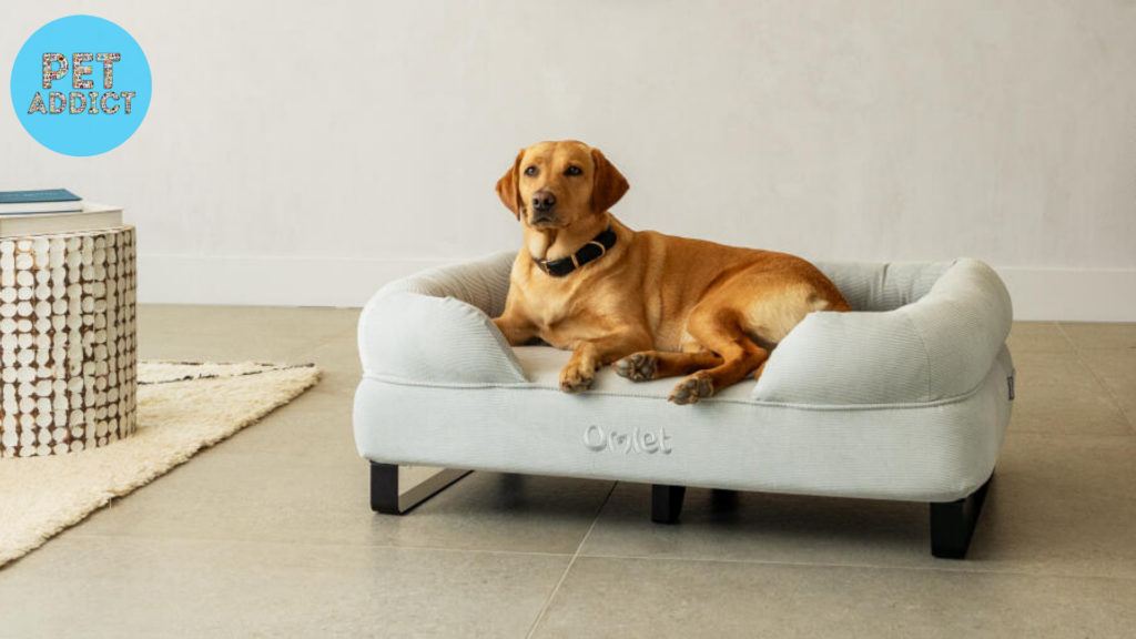 Addressing Common Concerns About Orthopedic Dog Beds