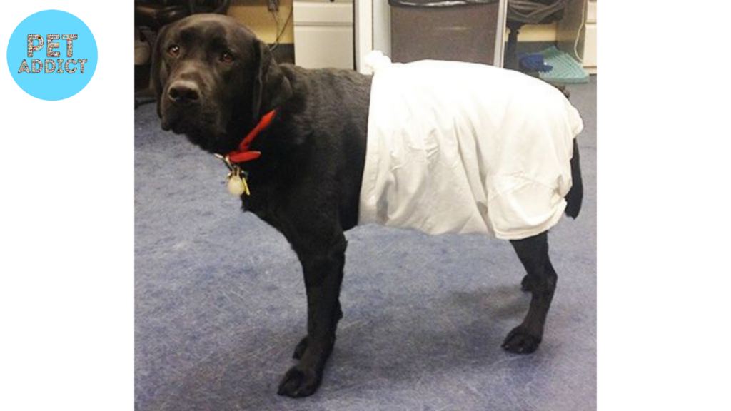 Alternative Solutions to Dog Diapers