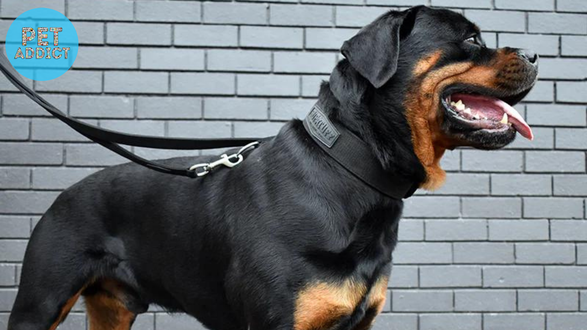 Best Dog Collars for Large and Strong Breeds