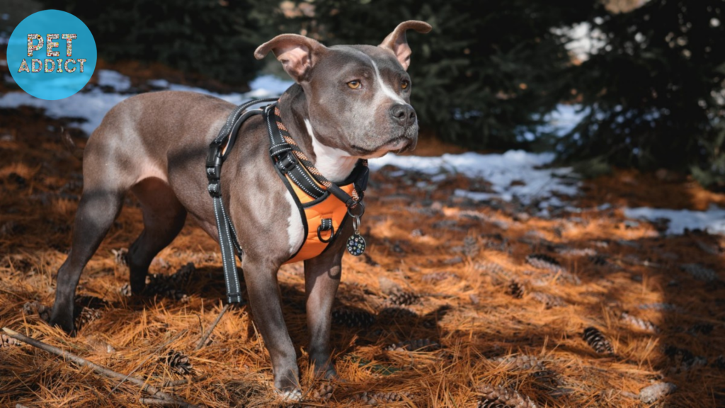Best Dog Collars for Outdoor Adventures