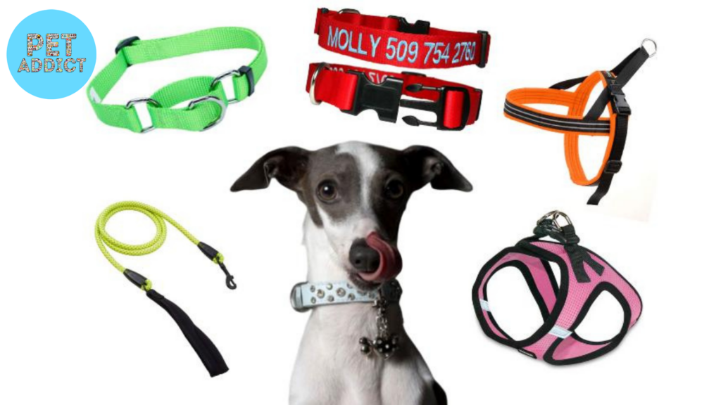 Best Dog Collars for Small Breeds