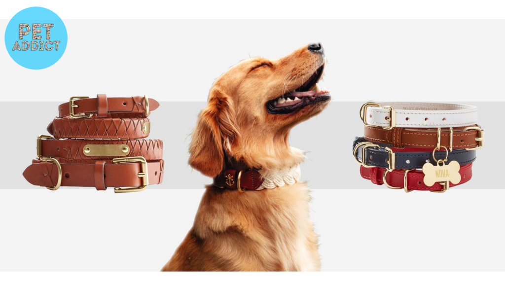 Best Dog Collars for Style and Fashion