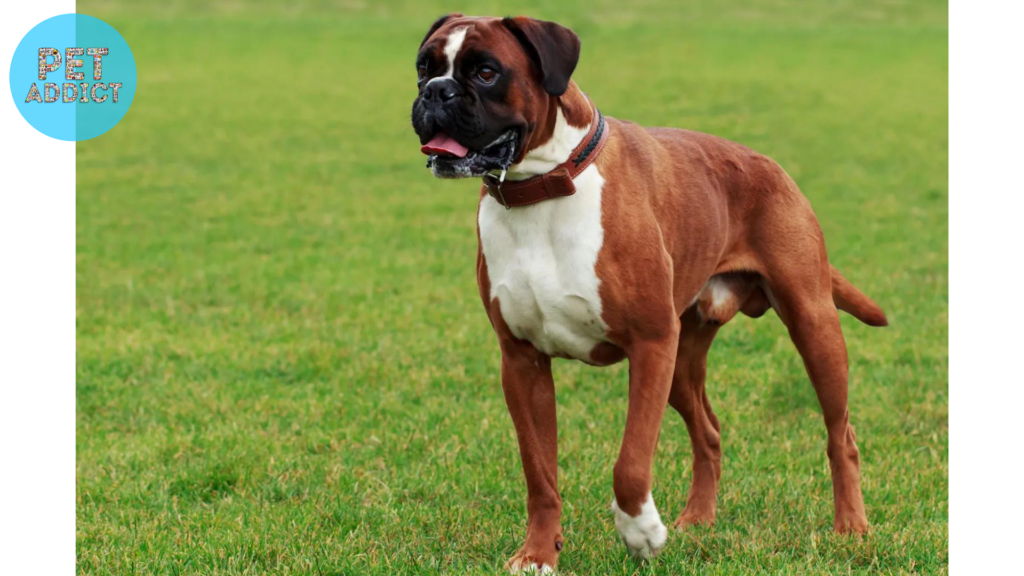 Boxer black and brown dog
