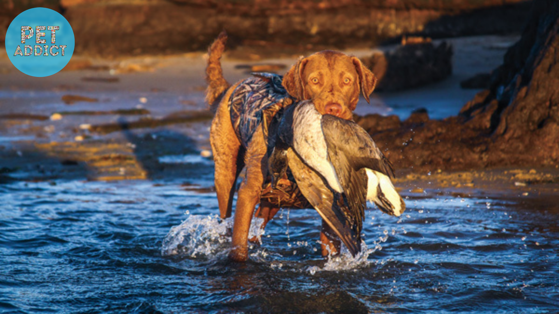 Chesapeake Bay Retriever duck hunting dog