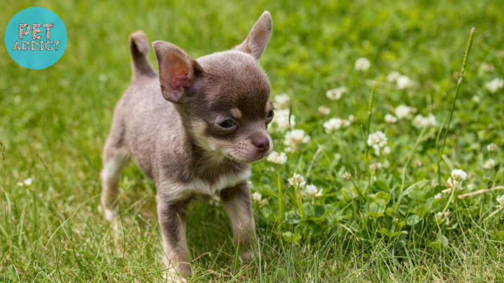 smallest dog breeds