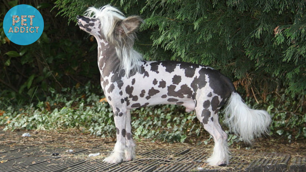 Chinese Crested chinese dog