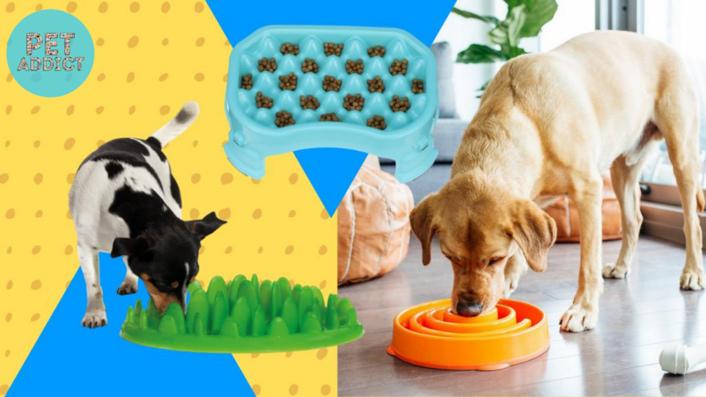 Choosing the Right Slow-Feeder Dog Bowl